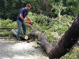 How Our Tree Care Process Works  in  Kenbridge, VA